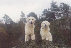 Kuvaszzucht Feh�r Cimbor�k