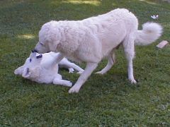 Kuvaszzucht Feh�r Cimbor�k