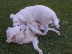 Kuvaszzucht Feh�r Cimbor�k