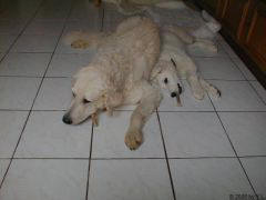 Kuvaszzucht Feh�r Cimbor�k