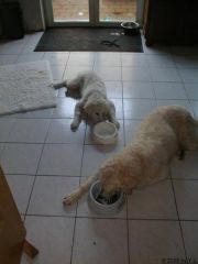 Kuvaszzucht Feh�r Cimbor�k