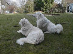 Kuvaszzucht Feh�r Cimbor�k