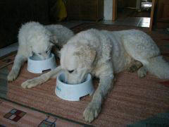 Kuvaszzucht Feh�r Cimbor�k