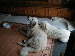 Kuvaszzucht Feh�r Cimbor�k