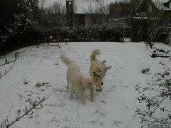 Kuvaszzucht Feh�r Cimbor�k