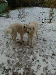 Kuvaszzucht Feh�r Cimbor�k