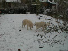 Kuvaszzucht Feh�r Cimbor�k