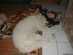 Kuvaszzucht Feh�r Cimbor�k