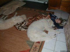 Kuvaszzucht Feh�r Cimbor�k