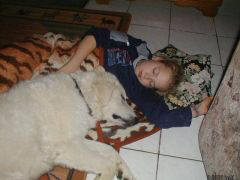 Kuvaszzucht Feh�r Cimbor�k