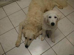 Kuvaszzucht Feh�r Cimbor�k