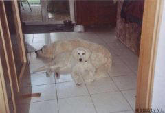 Kuvaszzucht Feh�r Cimbor�k