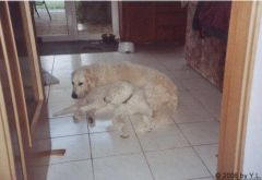 Kuvaszzucht Feh�r Cimbor�k