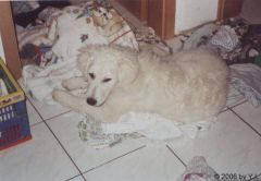 Kuvaszzucht Feh�r Cimbor�k