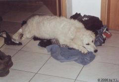 Kuvaszzucht Feh�r Cimbor�k