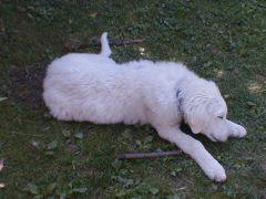 Kuvaszzucht Feh�r Cimbor�k