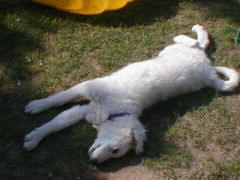 Kuvaszzucht Feh�r Cimbor�k