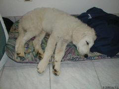 Kuvaszzucht Feh�r Cimbor�k