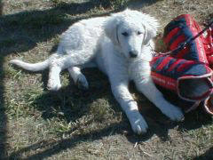 Kuvaszzucht Feh�r Cimbor�k