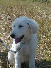 Kuvaszzucht Feh�r Cimbor�k