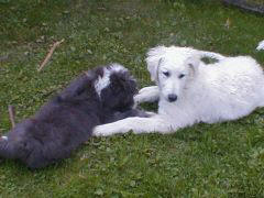 Kuvaszzucht Feh�r Cimbor�k