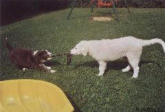 Kuvaszzucht Feh�r Cimbor�k