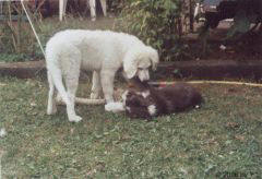 Kuvaszzucht Feh�r Cimbor�k