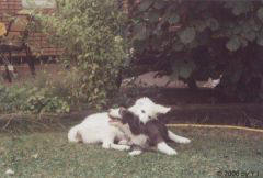 Kuvaszzucht Feh�r Cimbor�k