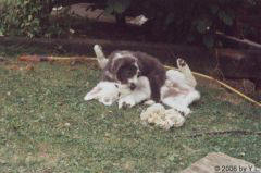 Kuvaszzucht Feh�r Cimbor�k