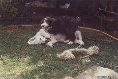 Kuvaszzucht Feh�r Cimbor�k