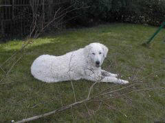 Kuvaszzucht Feh�r Cimbor�k