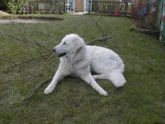 Kuvaszzucht Feh�r Cimbor�k