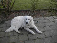 Kuvaszzucht Feh�r Cimbor�k