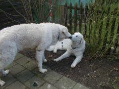 Kuvaszzucht Feh�r Cimbor�k