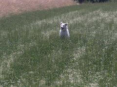 Kuvaszzucht Feh�r Cimbor�k