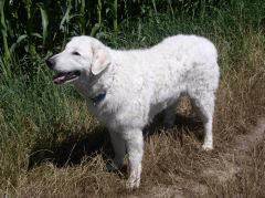 Kuvaszzucht Feh�r Cimbor�k