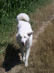 Kuvaszzucht Feh�r Cimbor�k