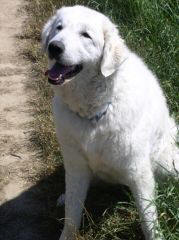 Kuvaszzucht Feh�r Cimbor�k