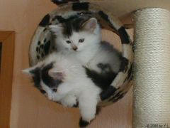 Kuvaszzucht Feh�r Cimbor�k