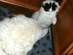 Kuvaszzucht Feh�r Cimbor�k