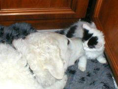 Kuvaszzucht Feh�r Cimbor�k