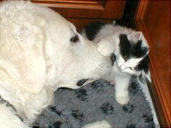 Kuvaszzucht Feh�r Cimbor�k