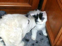 Kuvaszzucht Feh�r Cimbor�k