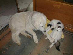 Kuvaszzucht Feh�r Cimbor�k