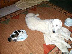 Kuvaszzucht Feh�r Cimbor�k