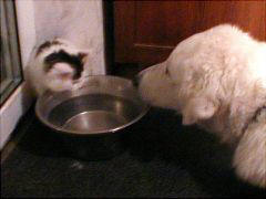 Kuvaszzucht Feh�r Cimbor�k