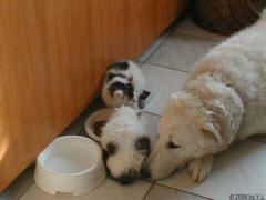 Kuvaszzucht Feh�r Cimbor�k