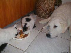 Kuvaszzucht Feh�r Cimbor�k