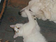 Kuvaszzucht Feh�r Cimbor�k