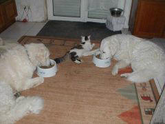 Kuvaszzucht Feh�r Cimbor�k